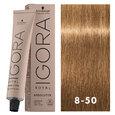 Igora Royal Absolutes 8-50 Light Blonde Gold Natural 2oz